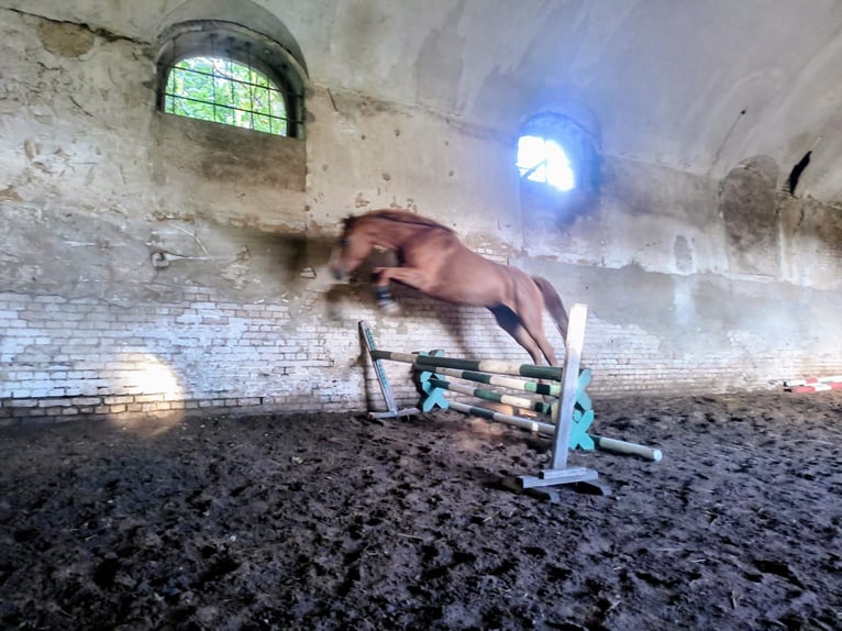 Cheval de sport polonais Jument 3 Ans 167 cm Alezan in Leszno Dolne