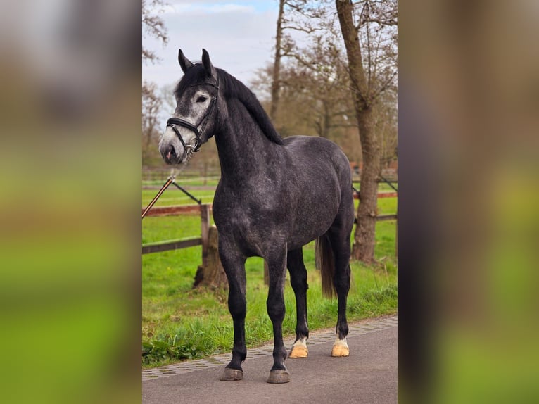 Cheval de sport polonais Jument 3 Ans 167 cm Gris noir in Someren