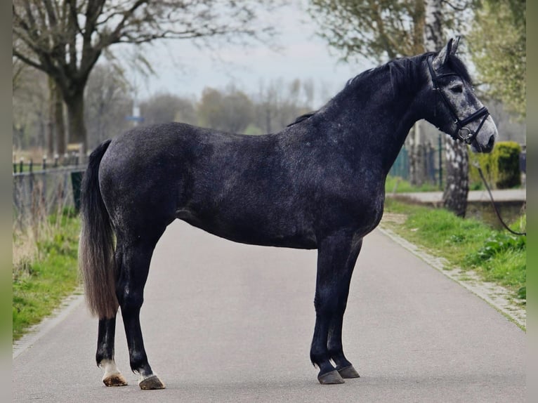 Cheval de sport polonais Jument 3 Ans 167 cm Gris noir in Someren