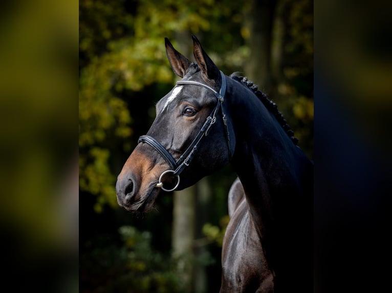 Cheval de sport polonais Jument 3 Ans Bai brun foncé in Pozna&#x144;