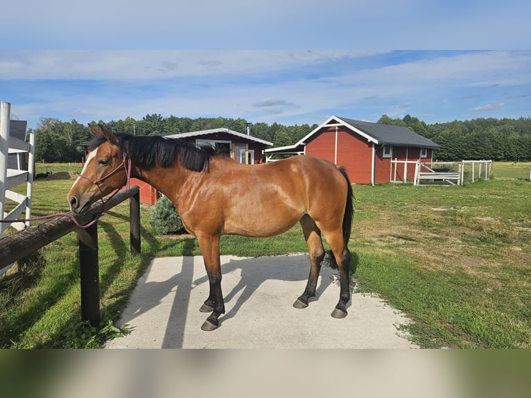 Cheval de sport polonais Jument 4 Ans 155 cm Bai cerise in Młodzieszyn