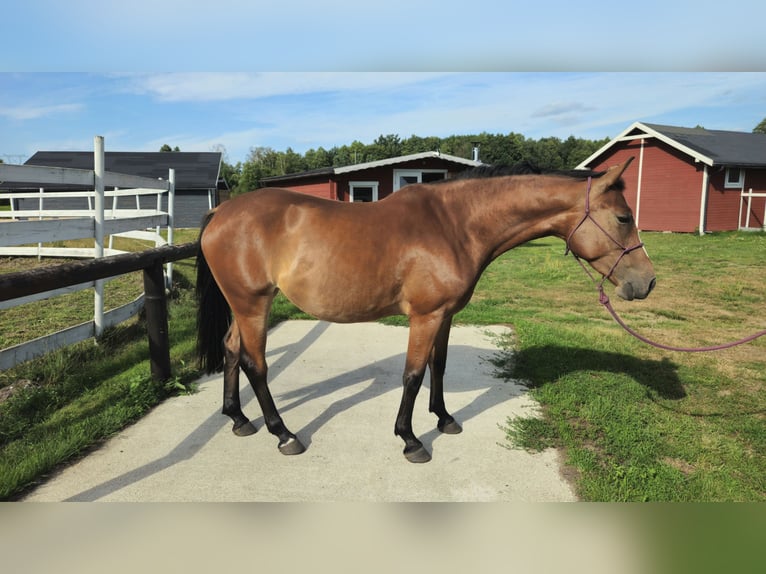 Cheval de sport polonais Jument 4 Ans 155 cm Bai cerise in Młodzieszyn