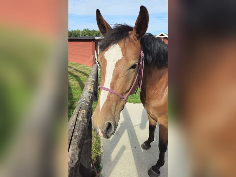 Cheval de sport polonais Jument 4 Ans 155 cm Bai cerise in Młodzieszyn
