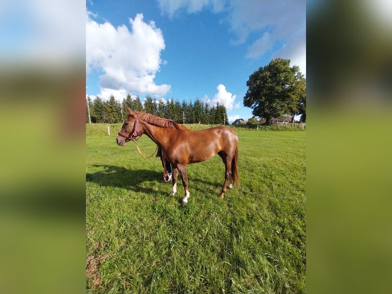 Cheval de sport polonais Jument 4 Ans 157 cm Alezan in Cekcyn