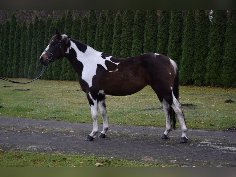 Cheval de sport polonais Jument 4 Ans 157 cm Pinto in Che&#x142;mno