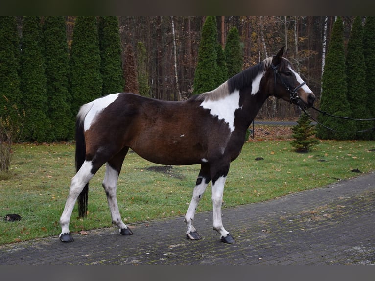 Cheval de sport polonais Jument 4 Ans 159 cm Pinto in Che&#x142;mno
