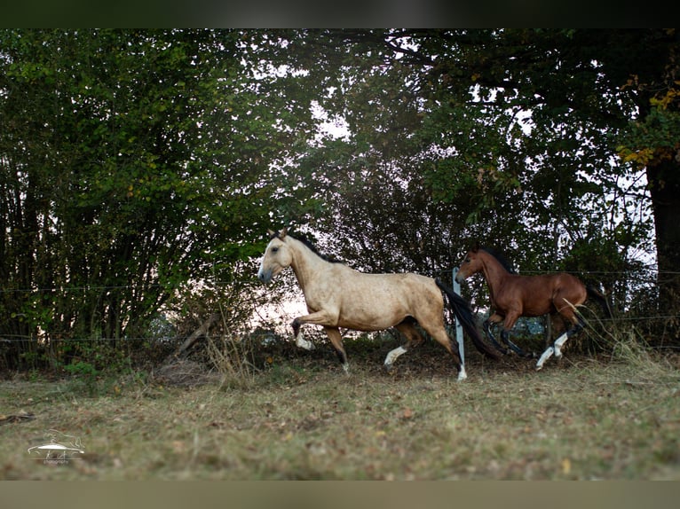 Cheval de sport polonais Jument 4 Ans 160 cm Buckskin in Paszkówka