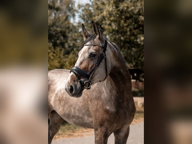 Cheval de sport polonais Jument 4 Ans 160 cm Gris in Kaleń-Towarzystwo