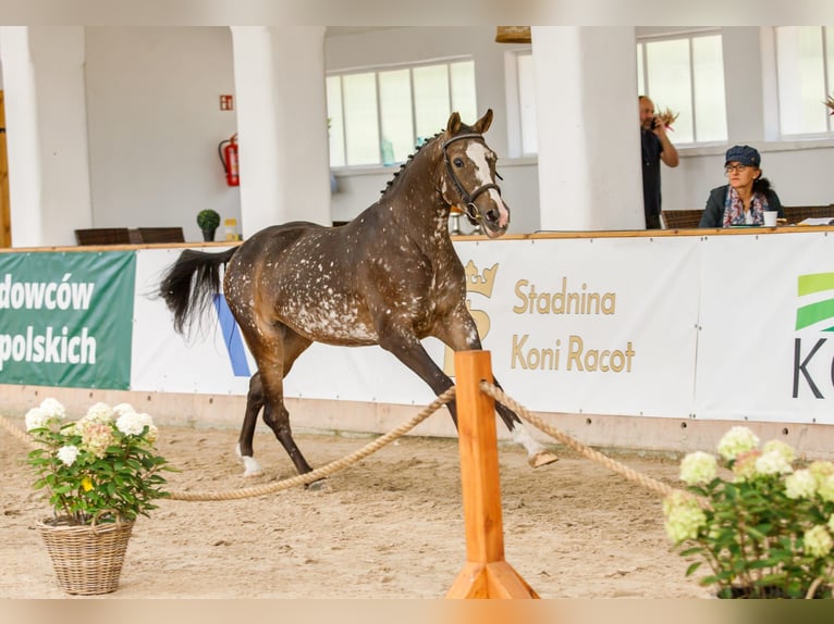 Cheval de sport polonais Jument 4 Ans 160 cm Léopard in Turek