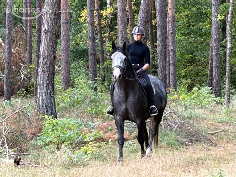 Cheval de sport polonais Jument 4 Ans 163 cm Gris in Chełmno