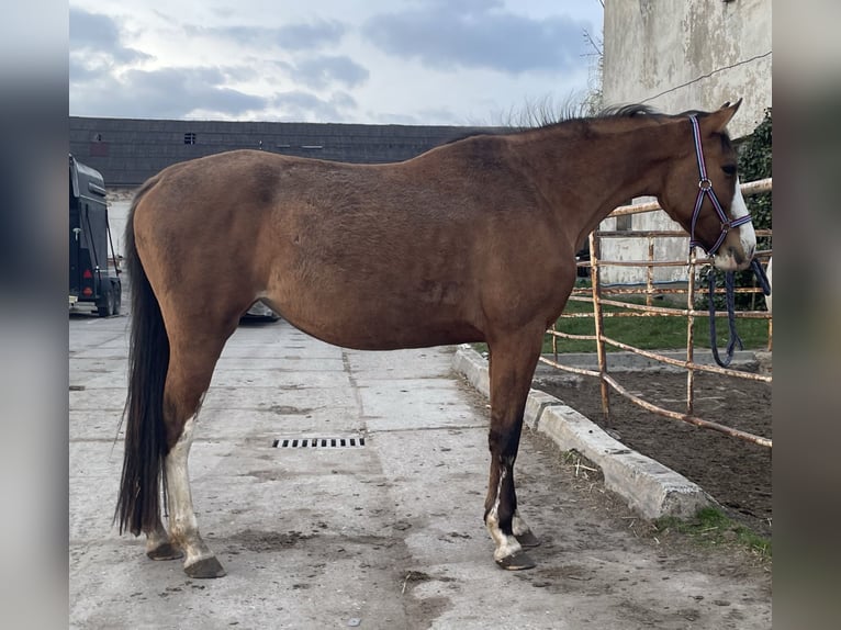 Cheval de sport polonais Jument 4 Ans 164 cm Alezan dun in Długołęka