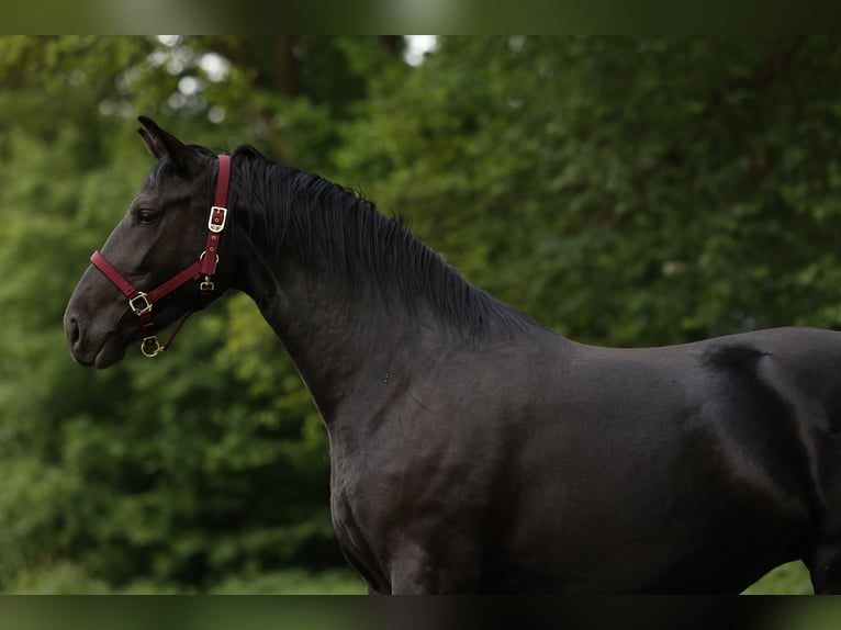 Cheval de sport polonais Jument 4 Ans 165 cm Noir in Nowe Załubice