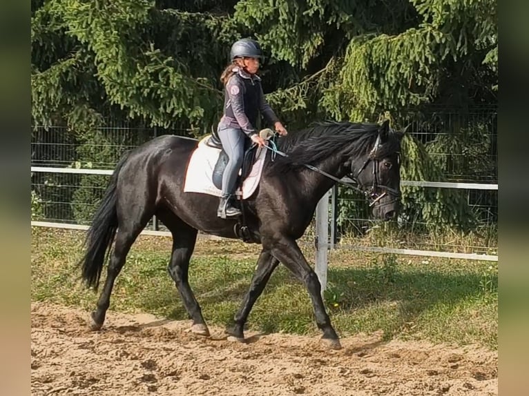 Cheval de sport polonais Croisé Jument 4 Ans 167 cm Noir in Forst