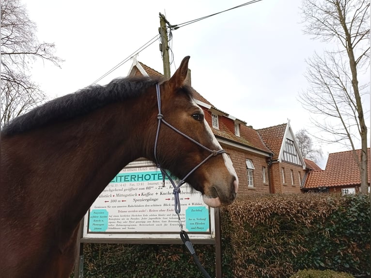 Cheval de sport polonais Jument 4 Ans 170 cm Bai brun in Eggermühlen
