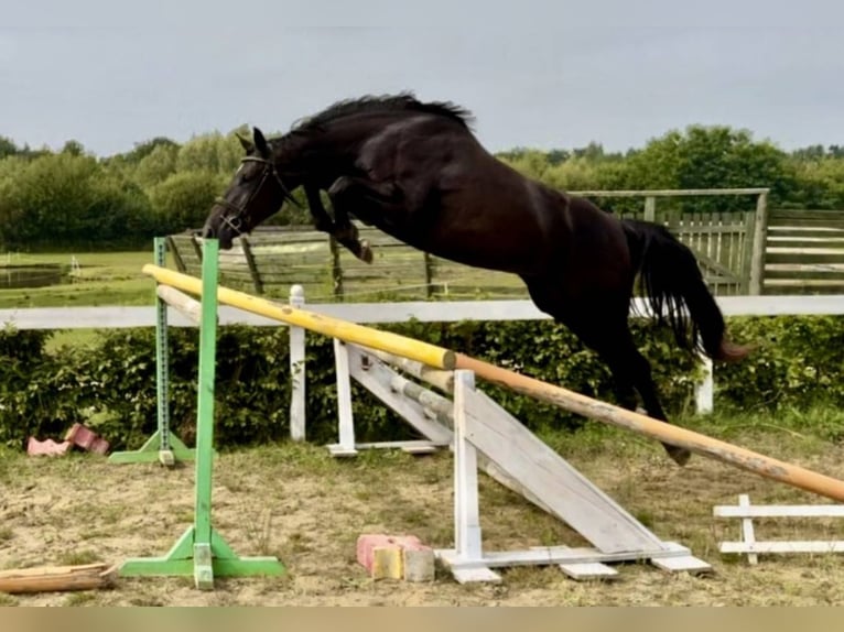 Cheval de sport polonais Jument 4 Ans 170 cm Noir in Sacquenville