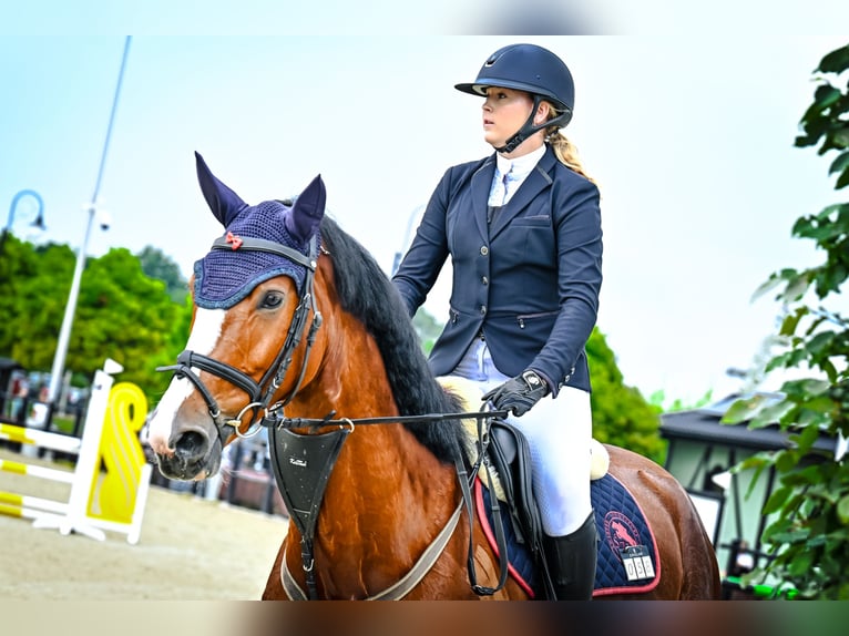 Cheval de sport polonais Jument 4 Ans 174 cm Bai in Zawiercie