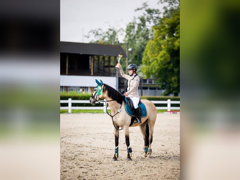 Cheval de sport polonais Jument 5 Ans 145 cm Isabelle in Karczemki