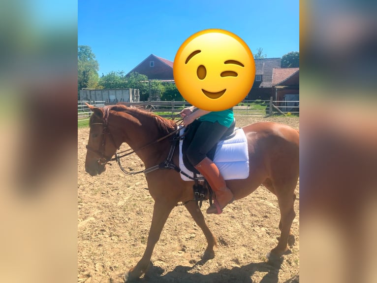 Cheval de sport polonais Jument 5 Ans 160 cm Alezan in Barver Cheval de sport polonais Jument 5 Ans 160 cm Alezan in Barver