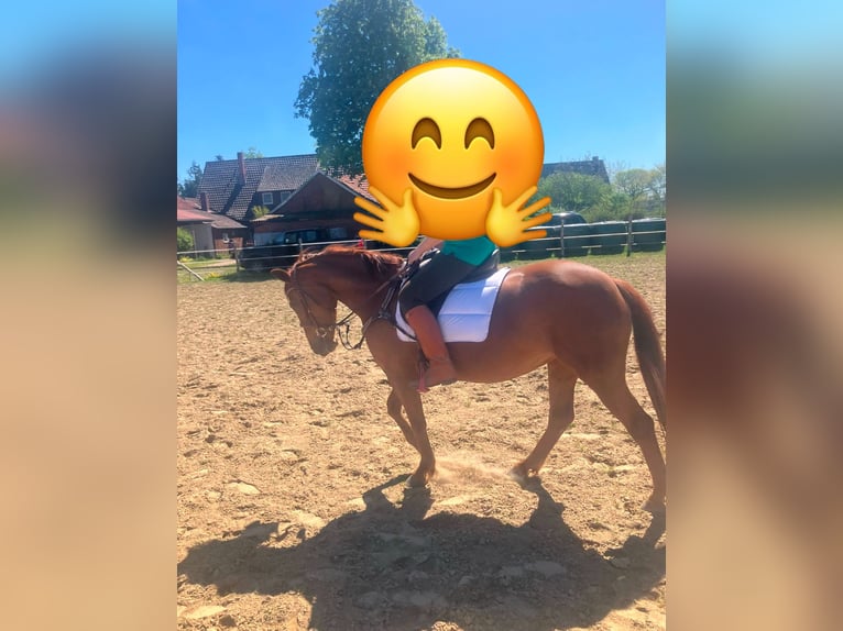 Cheval de sport polonais Jument 5 Ans 160 cm Alezan in Barver Cheval de sport polonais Jument 5 Ans 160 cm Alezan in Barver