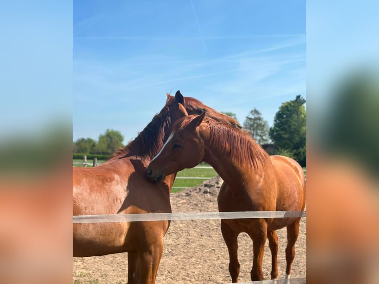 Cheval de sport polonais Jument 5 Ans 160 cm Alezan in Barver Cheval de sport polonais Jument 5 Ans 160 cm Alezan in Barver