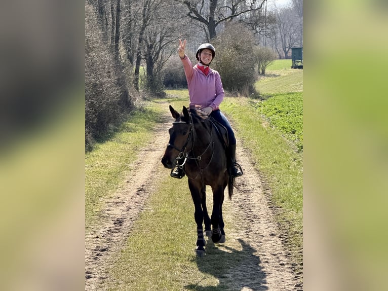 Cheval de sport polonais Jument 5 Ans 160 cm Bai brun in Papenhagen