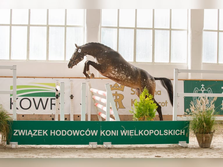 Cheval de sport polonais Jument 5 Ans 160 cm Léopard in Turek