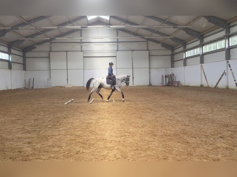 Cheval de sport polonais Jument 5 Ans 161 cm Léopard in Iwno Cheval de sport polonais Jument 5 Ans 161 cm Léopard in Iwno