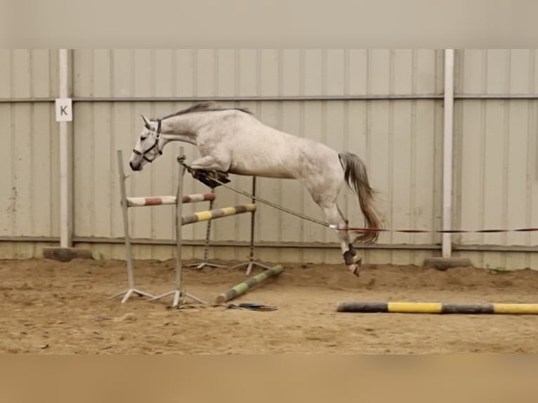 Cheval de sport polonais Jument 5 Ans 162 cm Gris in Puck