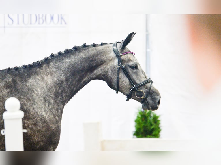 Cheval de sport polonais Jument 5 Ans 165 cm Gris in Gogołowa