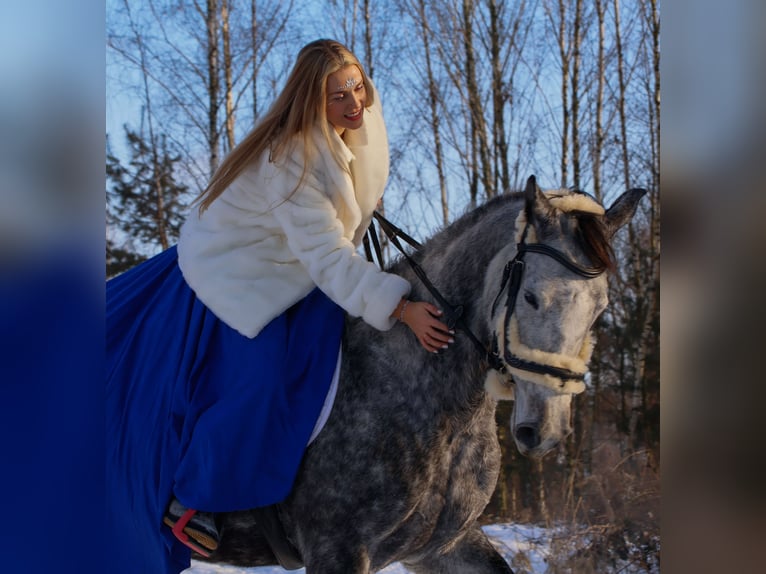 Cheval de sport polonais Jument 5 Ans 165 cm Gris in Gogołowa