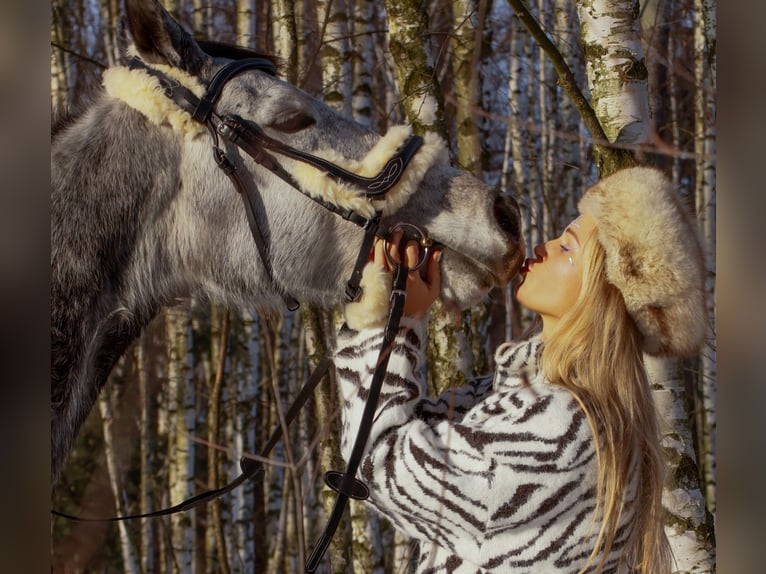 Cheval de sport polonais Jument 5 Ans 165 cm Gris in Gogołowa