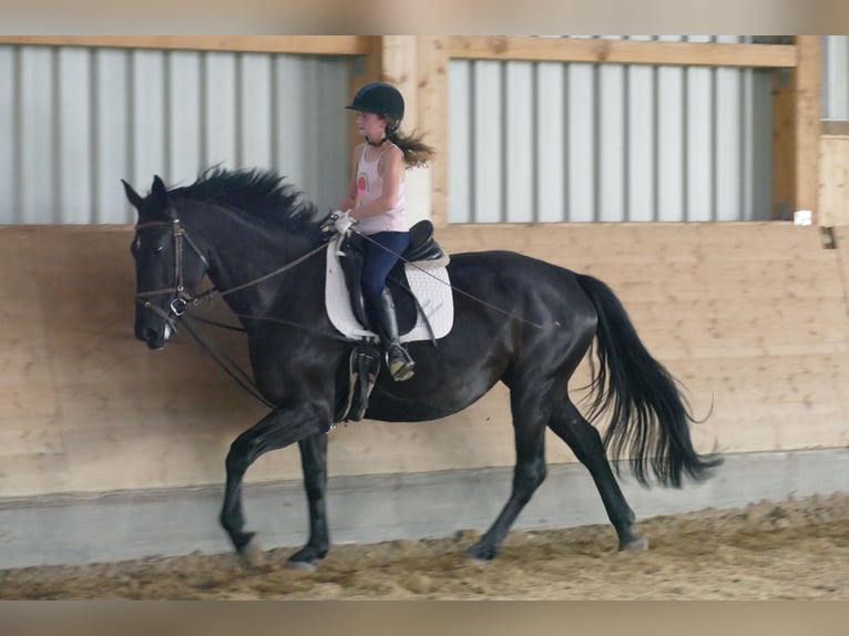 Cheval de sport polonais Jument 5 Ans 165 cm Noir in Ganschow