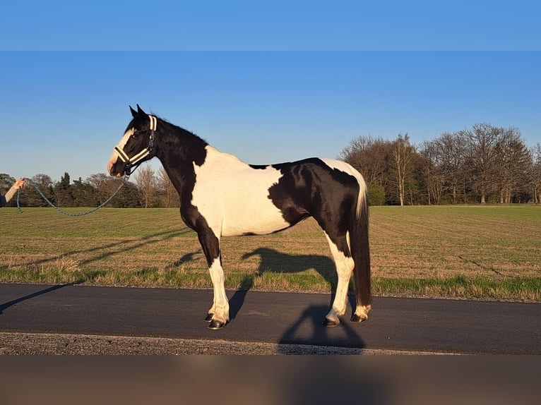 Cheval de sport polonais Croisé Jument 5 Ans 165 cm Pinto in Forst