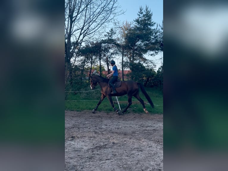 Cheval de sport polonais Jument 5 Ans 168 cm Bai in Masłów