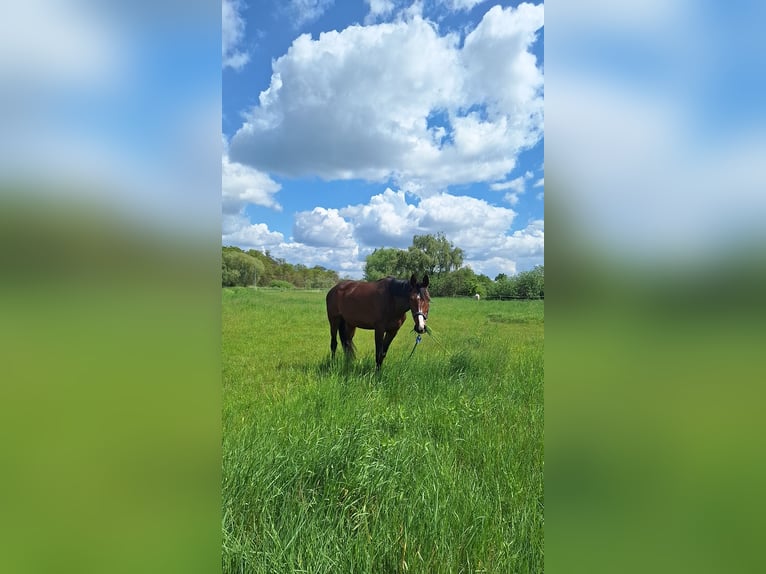 Cheval de sport polonais Jument 5 Ans 168 cm Bai in Masłów