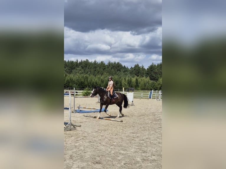 Cheval de sport polonais Jument 5 Ans 170 cm Bai brun in Barlinek