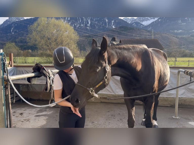Cheval de sport polonais Jument 5 Ans 170 cm Noir in Schlins