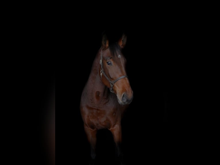 Cheval de sport polonais Jument 5 Ans 171 cm Bai in Korpysy