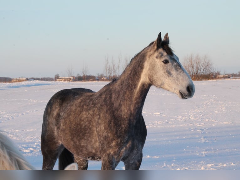 Cheval de sport polonais Jument 5 Ans 173 cm Gris in Gołymin-Ośrodek