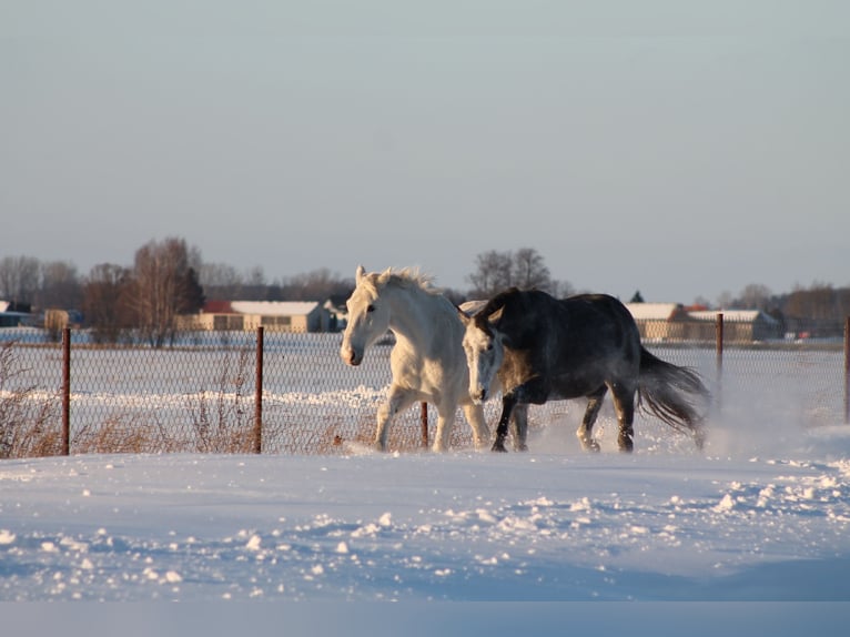 Cheval de sport polonais Jument 5 Ans 173 cm Gris in Gołymin-Ośrodek