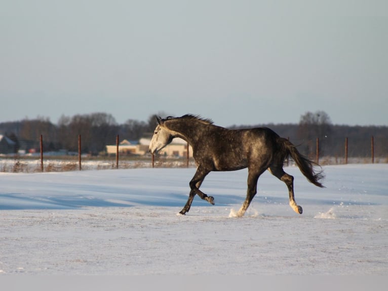 Cheval de sport polonais Jument 5 Ans 173 cm Gris in Gołymin-Ośrodek