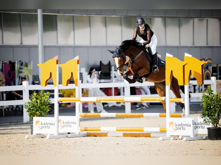 Cheval de sport polonais Jument 5 Ans 174 cm Bai in Zawiercie