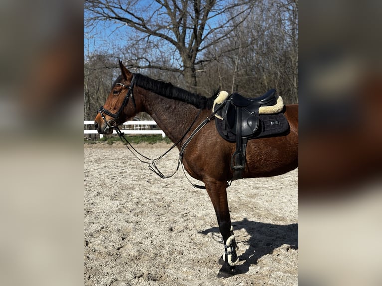 Cheval de sport polonais Jument 5 Ans 175 cm Bai in Jakubów