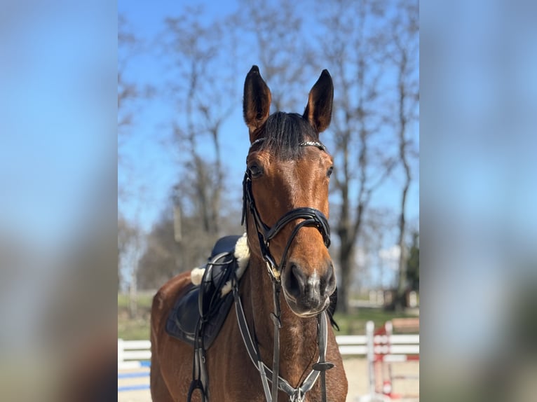 Cheval de sport polonais Jument 5 Ans 175 cm Bai in Jakubów