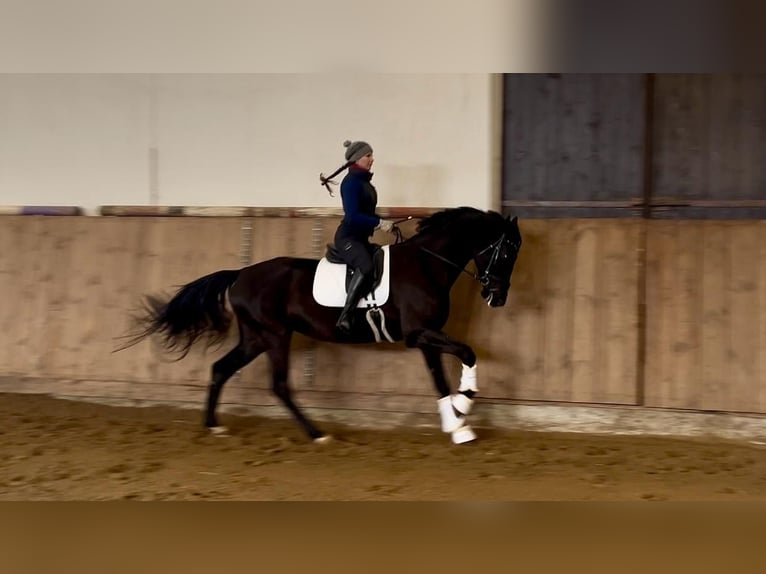 Cheval de sport polonais Jument 5 Ans 175 cm Noir in Kornice