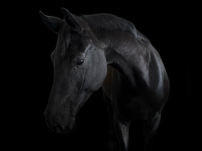Cheval de sport polonais Jument 5 Ans 175 cm Noir in Kornice