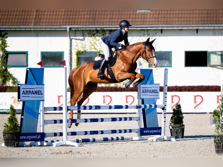 Cheval de sport polonais Jument 5 Ans Alezan in Stanków