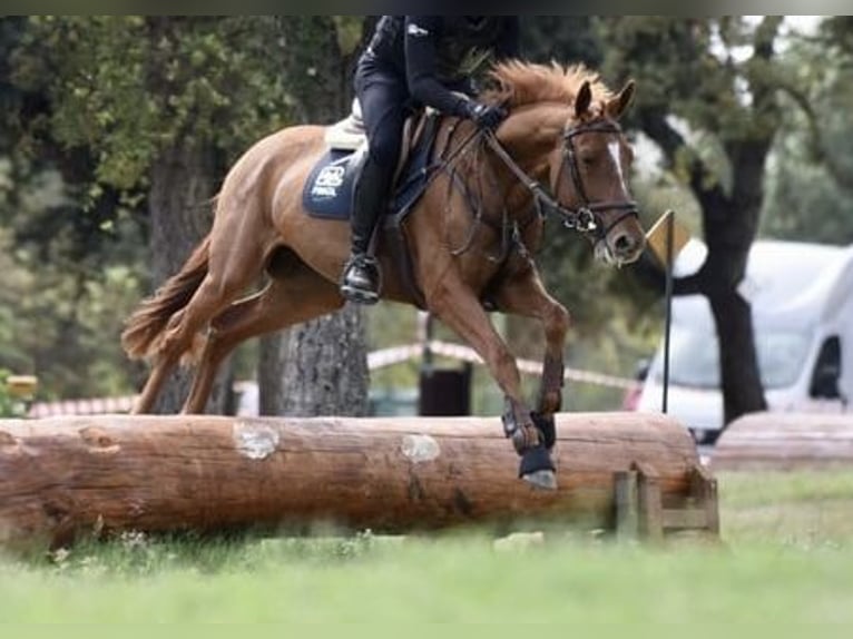 Cheval de sport polonais Jument 6 Ans 163 cm Alezan in Go&#x15B;cimiec