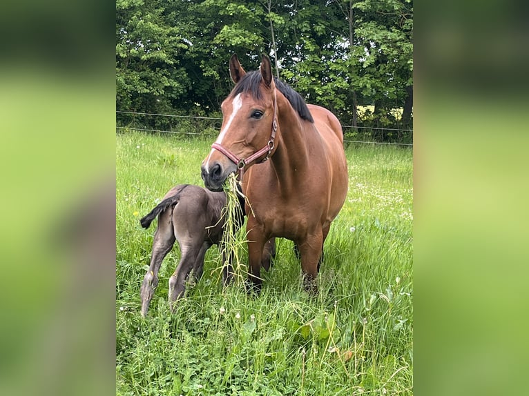 Cheval de sport polonais Jument 6 Ans 165 cm  in Papenhagen