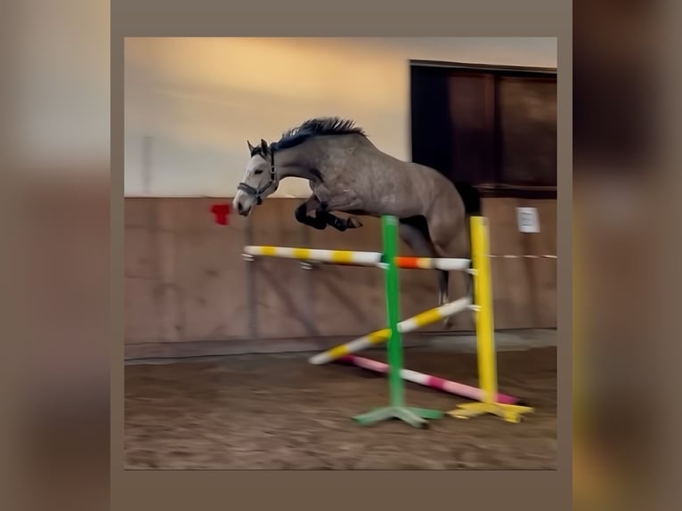 Cheval de sport polonais Jument 6 Ans 165 cm Gris in Oświęcim